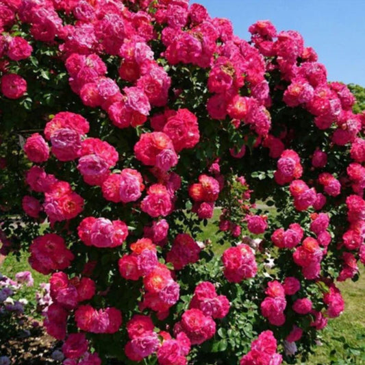 Mixed Color Climbing Rose 200gm (UK Imported)